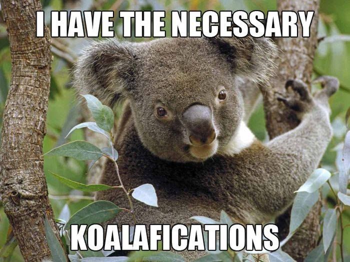 Koalafications.jpg